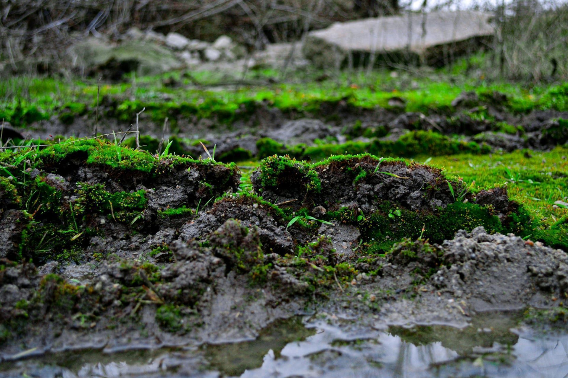 Soft wet ground over a saturated septic drain field