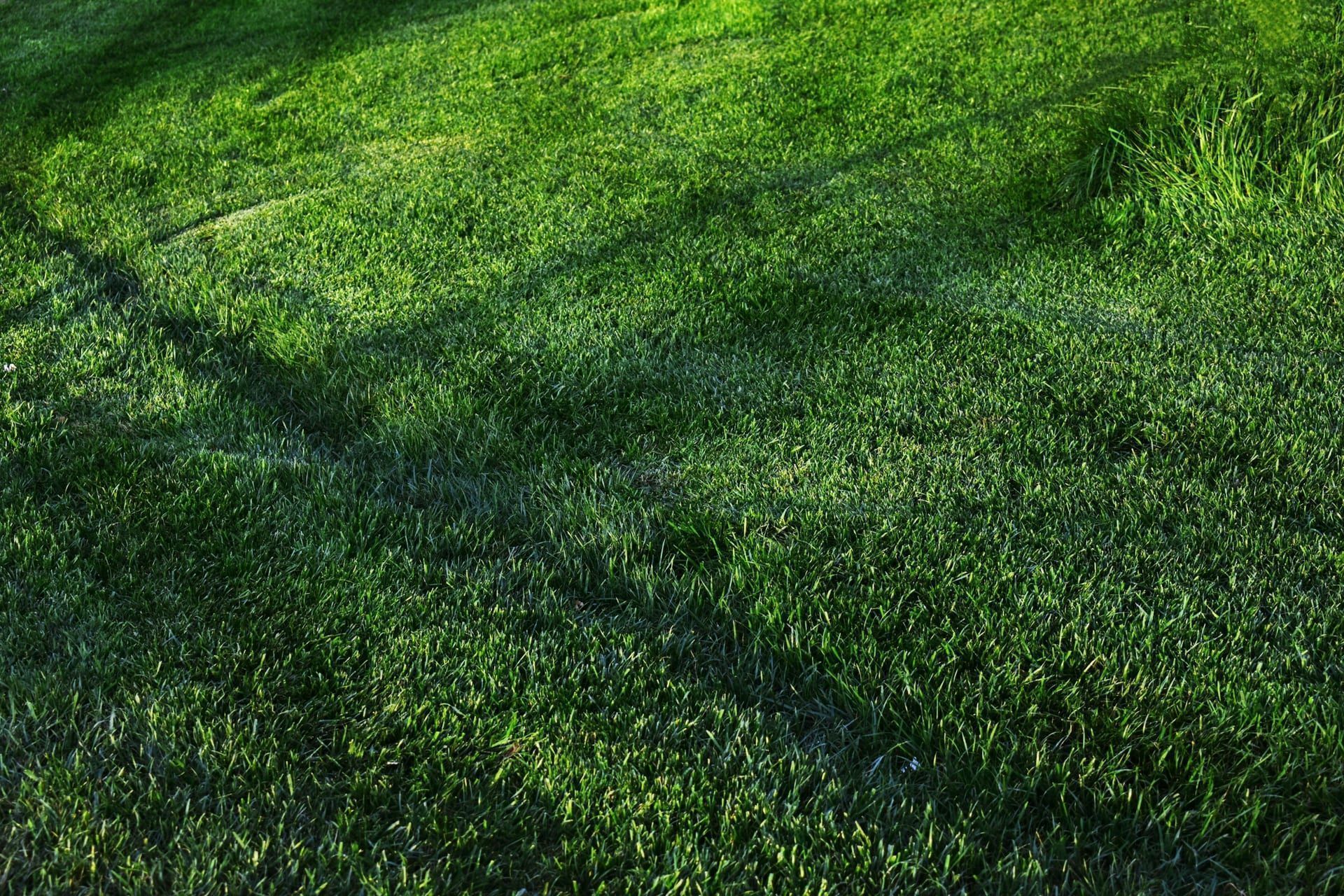 Wet spot and lush grass over a failing septic drain field